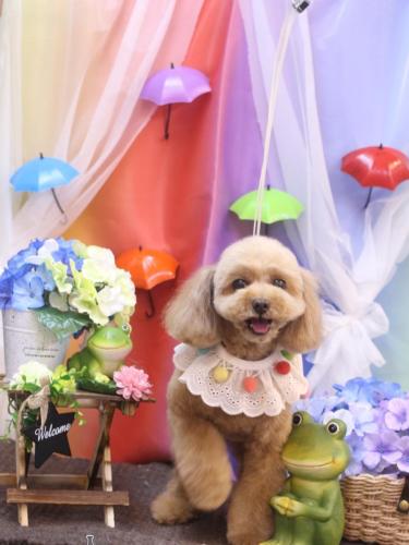 20230608バーディーくん